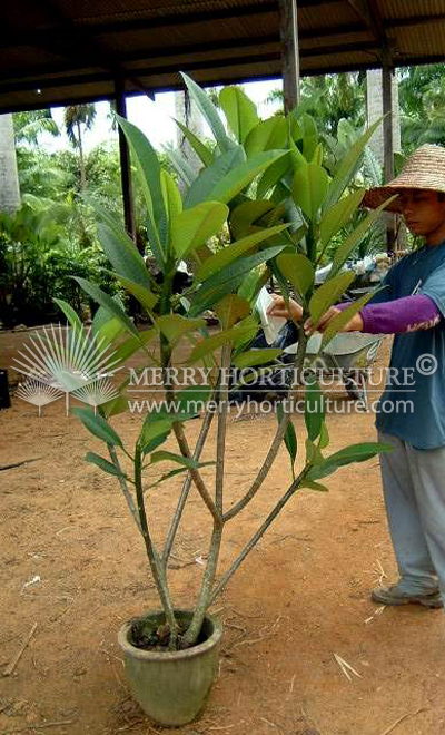 Plumeria Pink (1.5 m)